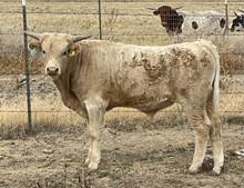Caramel Cream 22 bull