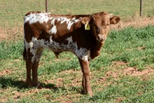 TS Cowboy Reb