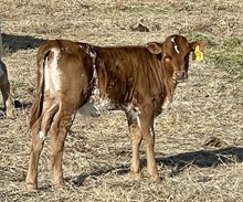 Top Pearl 22 hef