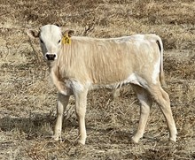 20 Grand 22 bull