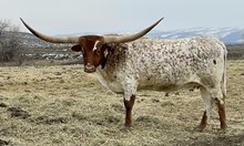 CR Sloan Ranger