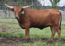 6CR PACIFIC COWGIRL