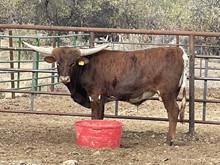 Jamaka Sun 21 bull