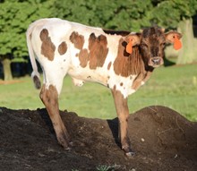 Ariel x Grey Eagle 2022 Heifer