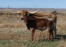 Butterscotch 20 steer