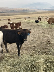 Bull 301