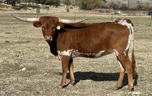 CR Pacific Texa