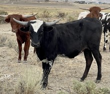 Premier Van Saddlehorn