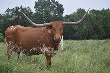 LC Rio Texa 21