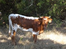 RJF ESCONDIDO HEIFER TAG 918