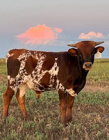 Meadow's Bull 2023