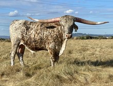 A&S Speckled Cowboy