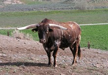 CWR ENVADER