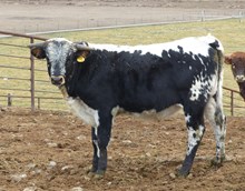 Esmeralda 17 bull
