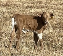Paige Girl 22 bull
