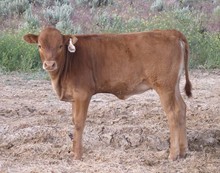 Fancy's 2010