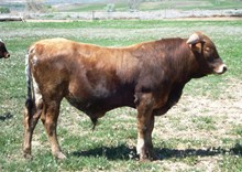 Fulap's 2011 bull