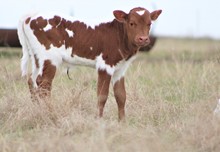 2023 Thunderstruck Bull
