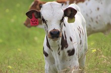2023 Shoot to Thrill Bull
