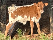 M7 Safari’s Charm