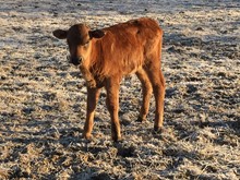 RIO'S RED ROSER X ARCHER TEXA BULL CALF