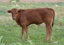 Lezawe's 15 bull