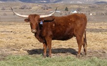 LLL GUNSMOKE'S MOLLY