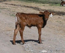 Molly's 2010