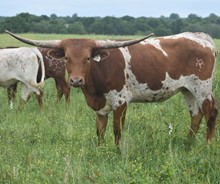 #2137 - HR Bubbas Cat x Pacific Cowboy 40