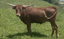 #2138 - HR Catch Me Tuff x Pacific Cowboy 40