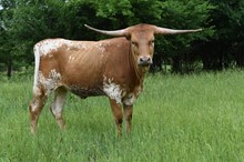 #2139 - Helm Whiz x Pacific Cowboy 40