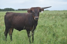 #2208 - HR Lucky Patriot x Pacific Cowboy 4 0