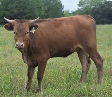 #2246 - HR Rescue Me x Pacific Cowboy 40