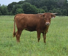 #2247 - HR Rose Command x Pacific Cowboy 40