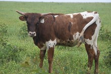 #2249 - LR Hot Stuff x Pacific Cowboy 40