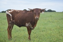 #2250 - RJF Sassie Lassie x Pacific Cowboy 40