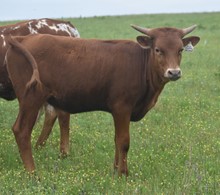 #2259 - RJF Tuffs Rosebud x Pacific Cowboy 40