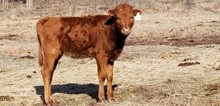 #2263 - Shamia EOT x Pacific Cowboy 40