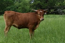 #2264 - HR Rescued x Pacific Cowboy 40