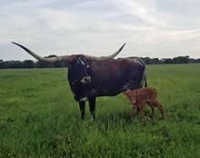 PH#2326 - HR Rebels Catch x Pacific Cowboy 40