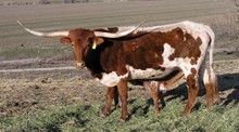 026-HCC QUANAH