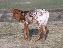 Quanah's 2010