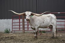 HCL TEXAS DEBUT