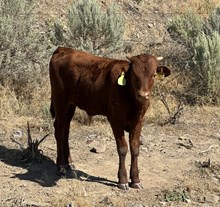 Single Shot 25 steer
