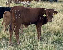 Pay Up 25 bull