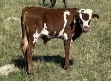 Jet Go 25 bull