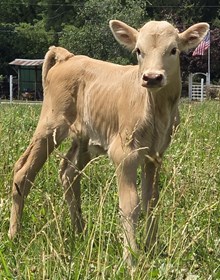 25 Rustic x Midas Bull