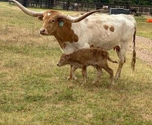 RJF GRAND TO GREAT X PCC MIDAS TOUCH (B) TAG 515