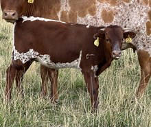 Pacific Cowgirl 25 steer