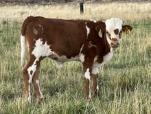 More Mazoo 25 bull